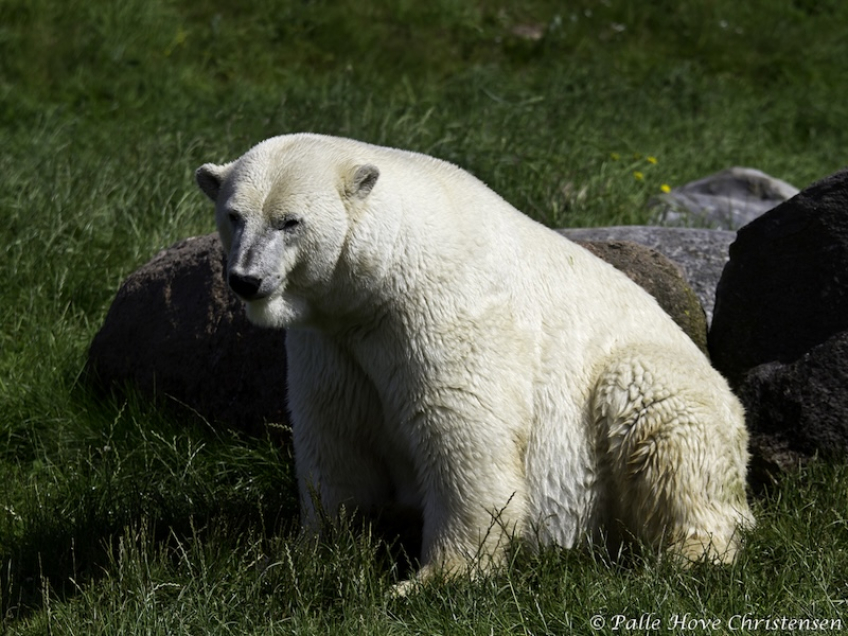 Isbjørn, Skandinavisk Dyrepark, Juli 2012