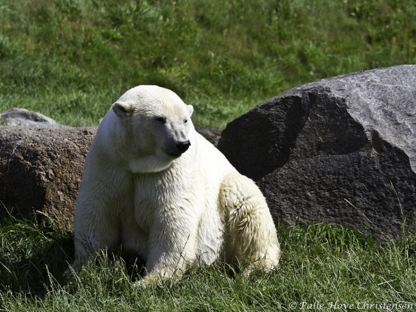 Isbjørn, Skandinavisk Dyrepark, Juli 2012
