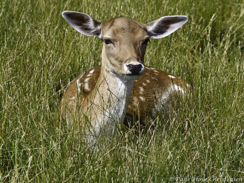 Dådyr, Skandinavisk Dyrepark, Juli 2012