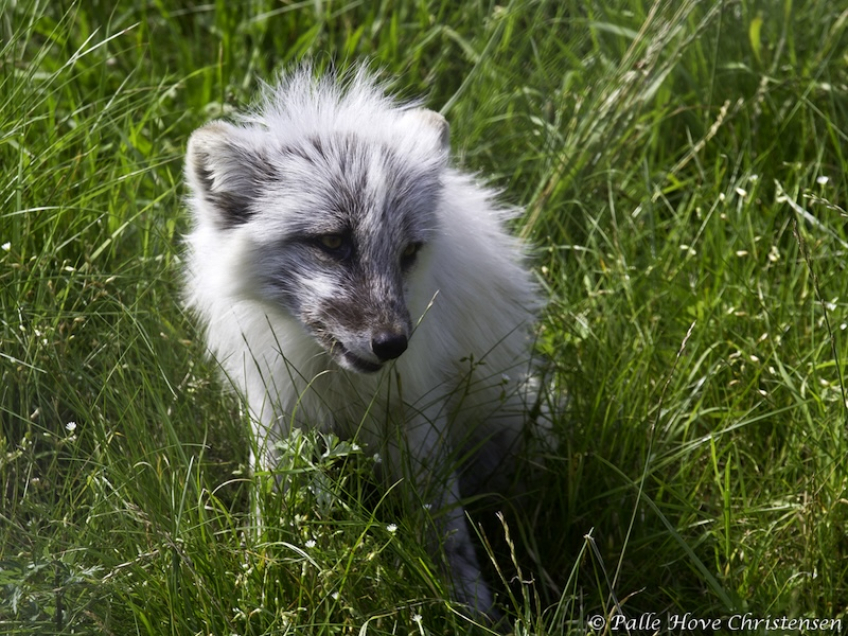 Polarræv, Skandinavisk Dyrepark, Juli 2012