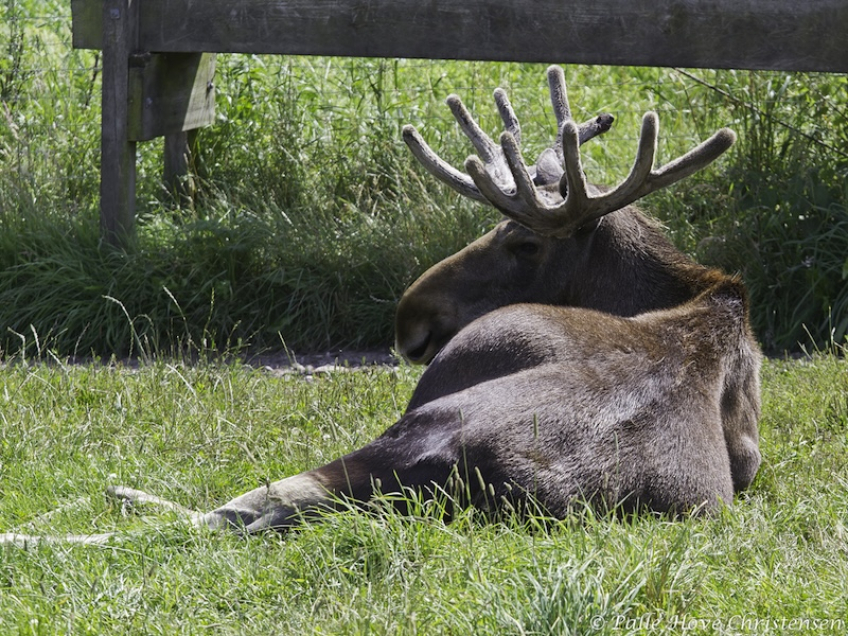 Elg, Skandinavisk Dyrepark, Juli 2012