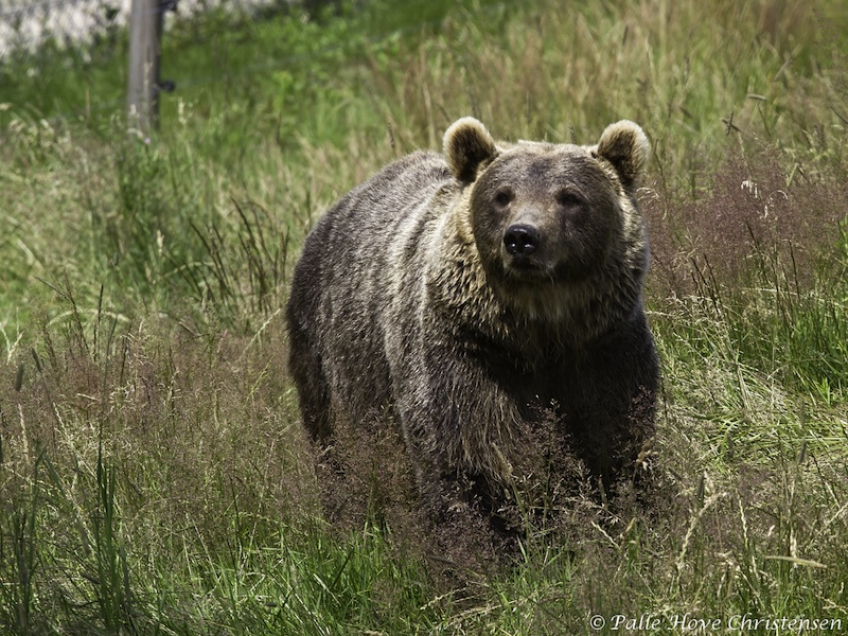 Brun Bjørn, Skandinavisk Dyrepark, Juli 2012