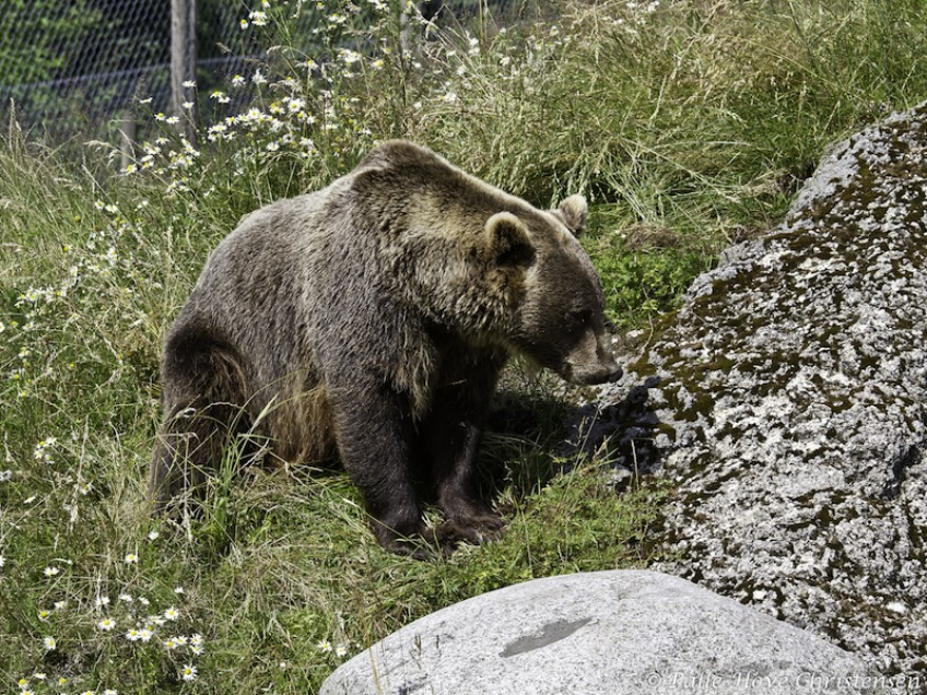 Brun Bjørn, Skandinavisk Dyrepark, Juli 2012