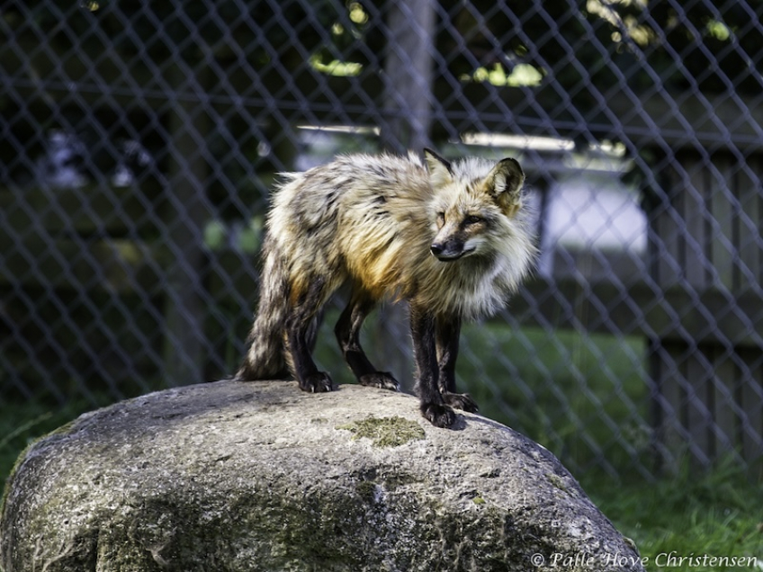 Rød Ræv, Skandinavisk Dyrepark, Juli 2012