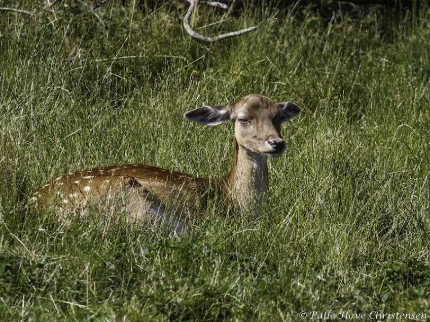 Dådyr, Skandinavisk Dyrepark, Juli 2012