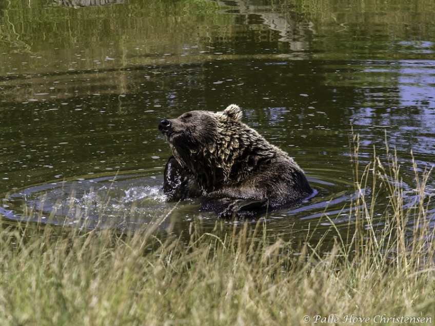 Brun Bjørn, Skandinavisk Dyrepark, Juli 2012