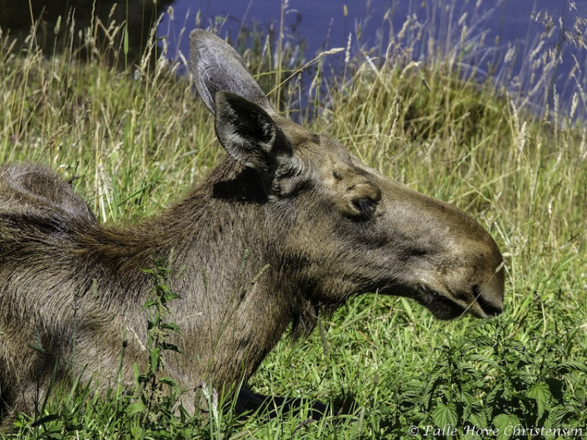 Elg, Skandinavisk Dyrepark, Juli 2012