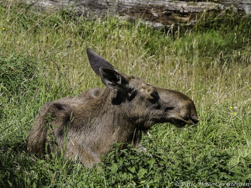 Elg, Skandinavisk Dyrepark, Juli 2012