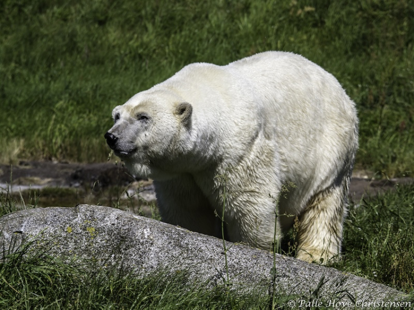 Isbjørn, Skandinavisk Dyrepark, Juli 2012