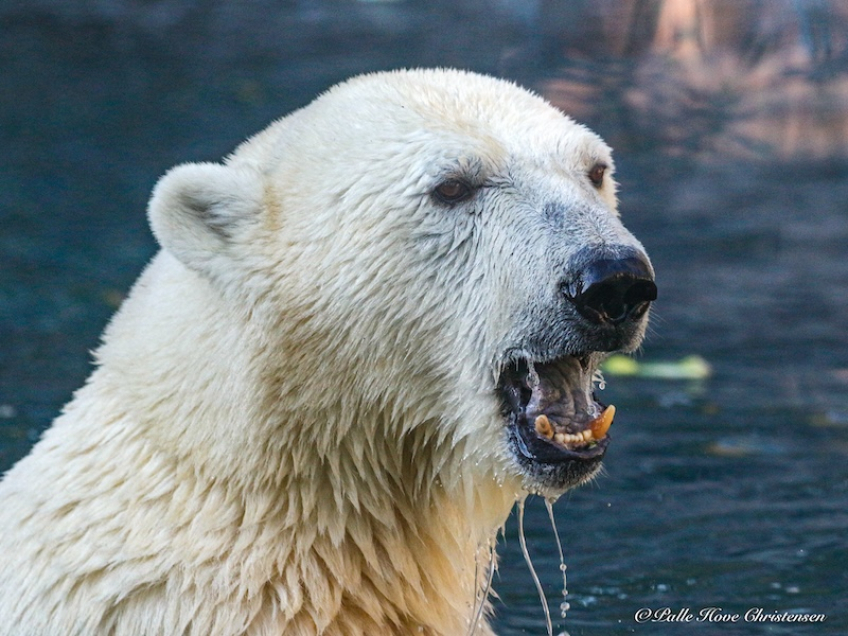 Isbjørn, Aalborg Zoo, Oktober 2020