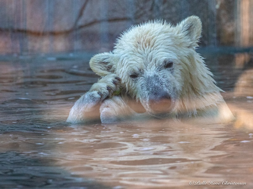 Isbjørn, Aalborg Zoo, Oktober 2020