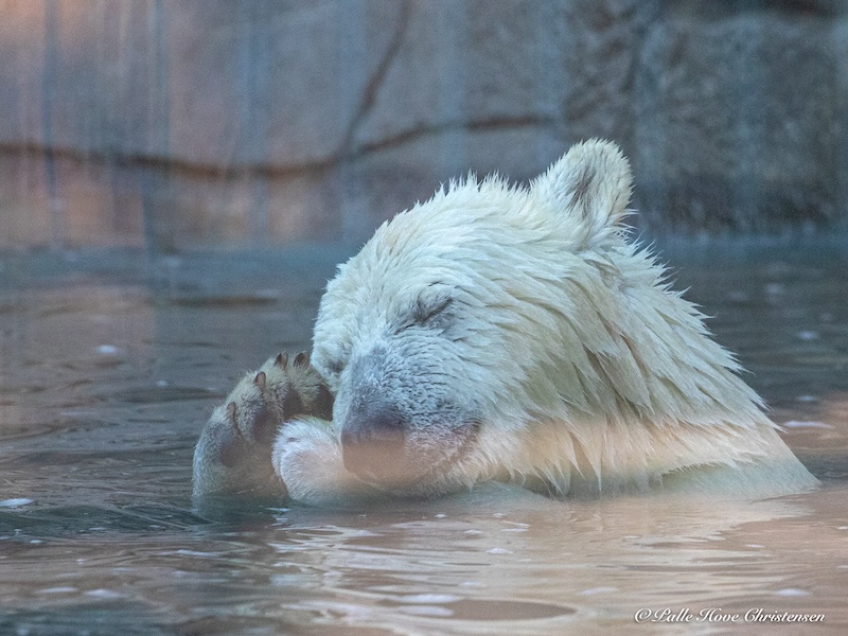 Isbjørn, Aalborg Zoo, Oktober 2020