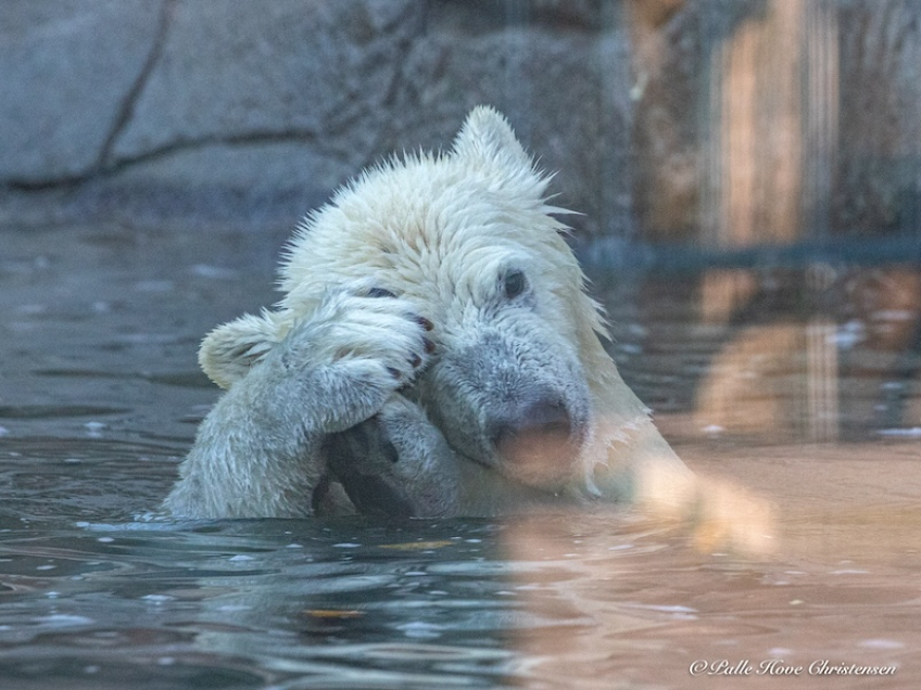 Isbjørn, Aalborg Zoo, Oktober 2020
