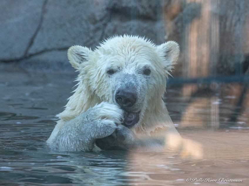 Isbjørn, Aalborg Zoo, Oktober 2020