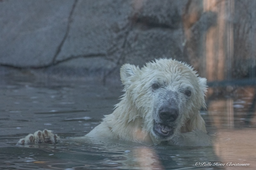 Isbjørn, Aalborg Zoo, Oktober 2020