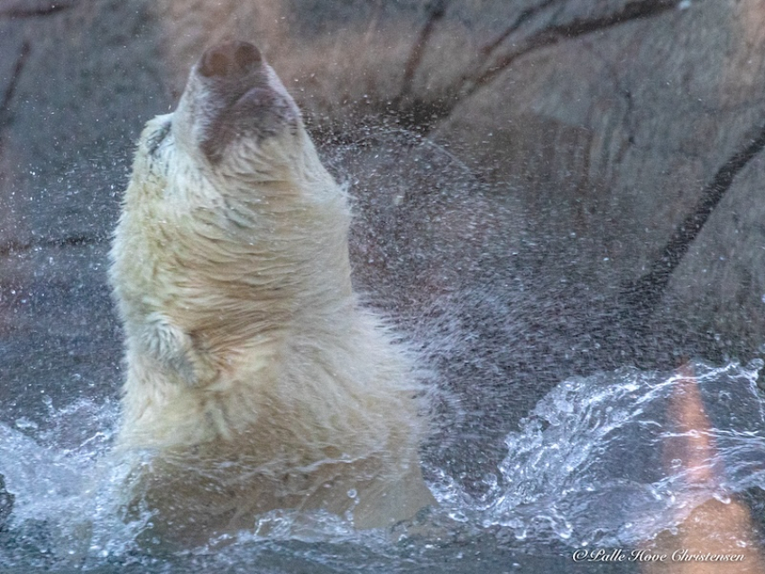 Isbjørn, Aalborg Zoo, Oktober 2020