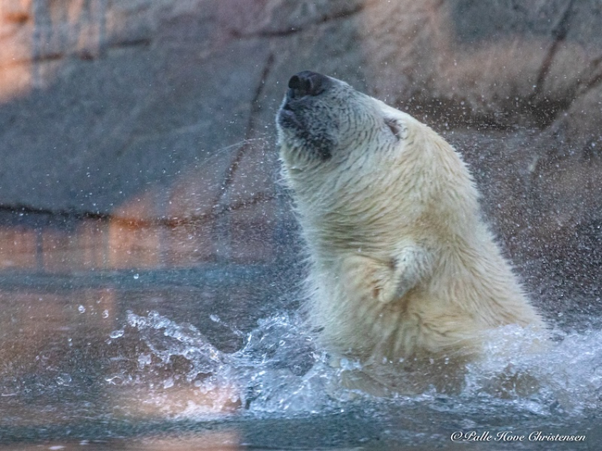 Isbjørn, Aalborg Zoo, Oktober 2020
