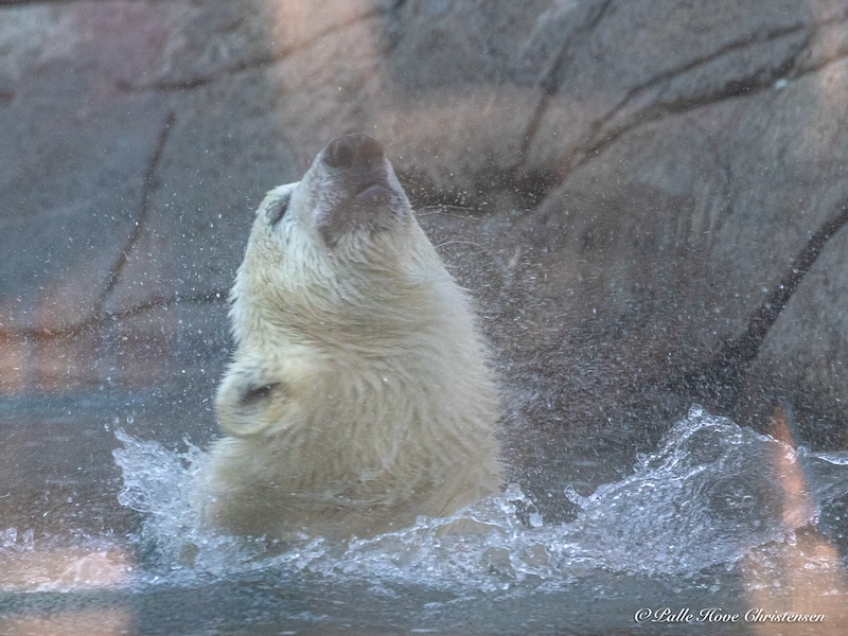 Isbjørn, Aalborg Zoo, Oktober 2020