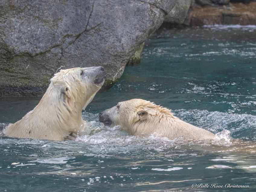 Isbjørn, Aalborg Zoo, Oktober 2020