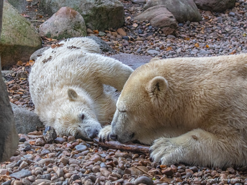 Isbjørn, Aalborg Zoo, Oktober 2020