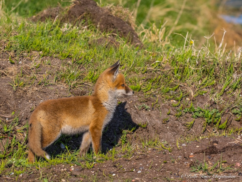 Ræv, Møllesøvej, Lille Vildmose, Maj 2018