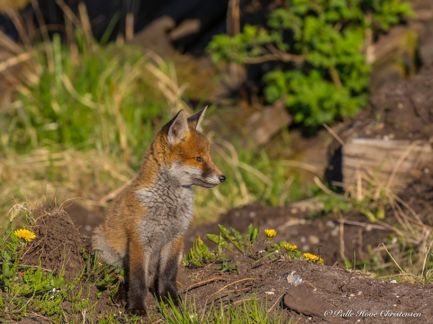 Ræv, Møllesøvej, Lille Vildmose, Maj 2018