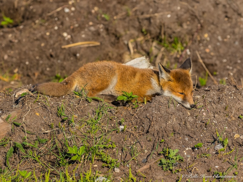 Ræv, Møllesøvej, Lille Vildmose, Maj 2018