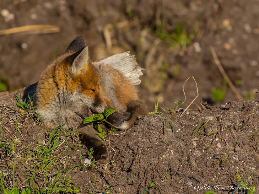 Ræv, Møllesøvej, Lille Vildmose, Maj 2018