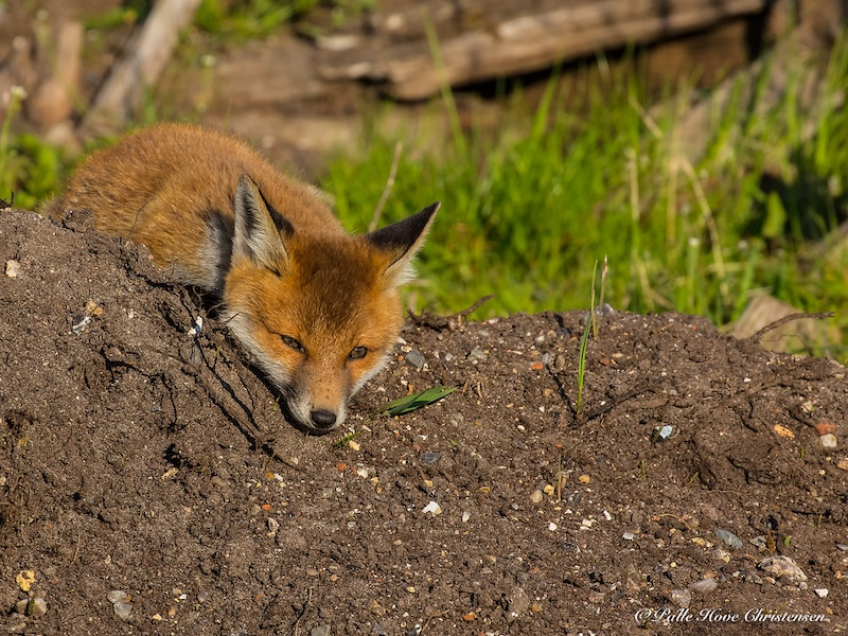 Ræv, Møllesøvej, Lille Vildmose, Maj 2018