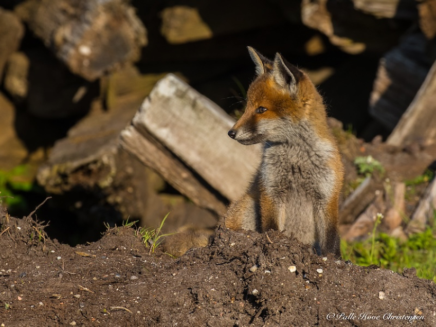Ræv, Møllesøvej, Lille Vildmose, Maj 2018