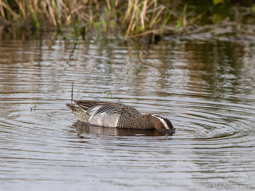 Atlingand, Hegnsvej, Lille Vildmose, Maj 2013