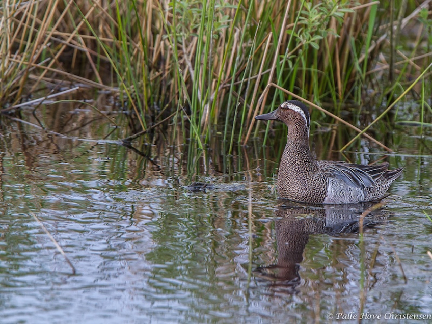 Atlingand, Hegnsvej, Lille Vildmose, Maj 2013