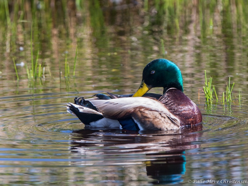 Gråand, Hegnsvej, Lille Vildmose, Maj 2014