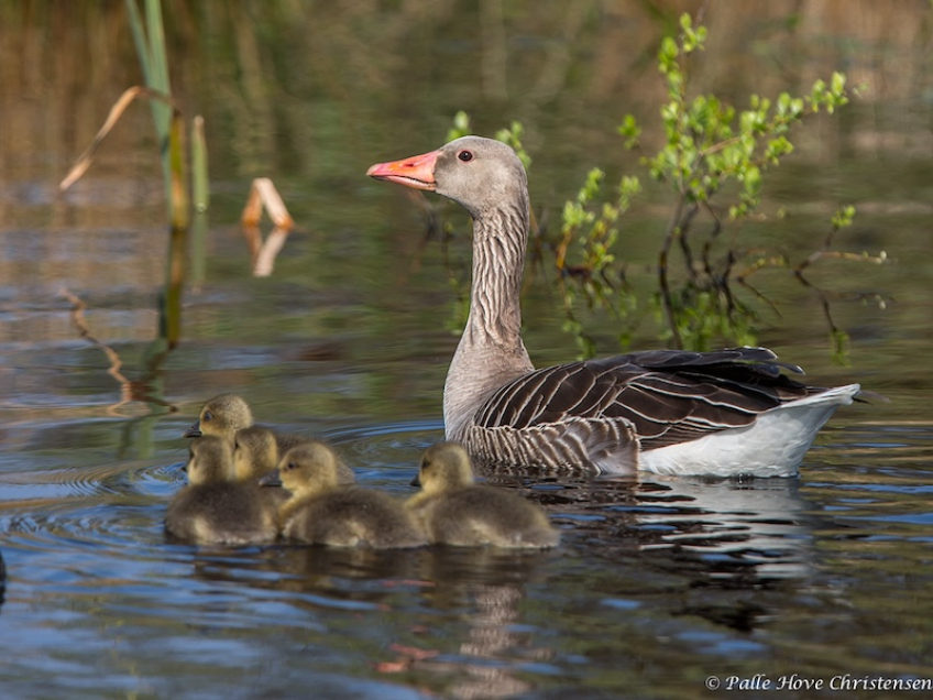 Grågås, Hegnsvej, Lille Vildmose, April 2014