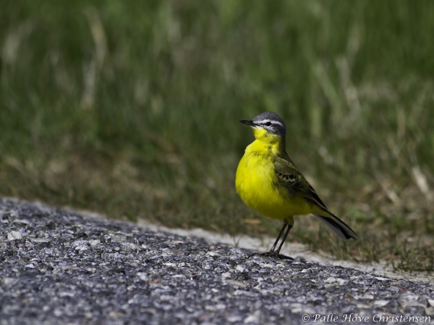 Gul Vipstjert, Tøtterne, April 2012