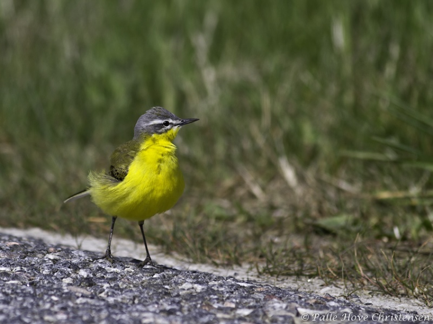 Gul Vipstjert, Tøtterne, April 2012