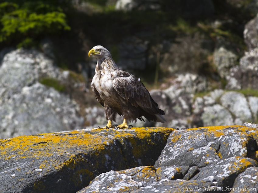 Havørn, Radøy, Norge, Juli 2011