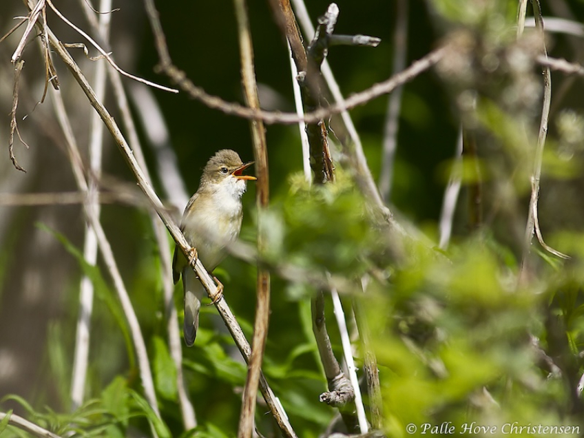 Kærsanger, Lillesø, Lille Vildmose, Maj 2011