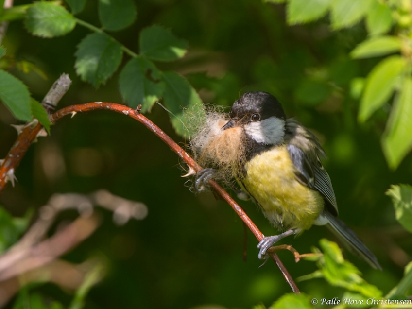 Musvit, Vildmosegaard, Lille Vildmose, Maj 2014