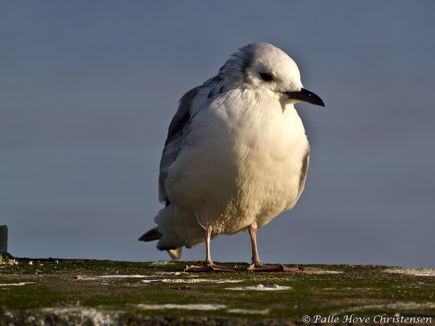 Ride, Hirtshals Havn, Januar 2012