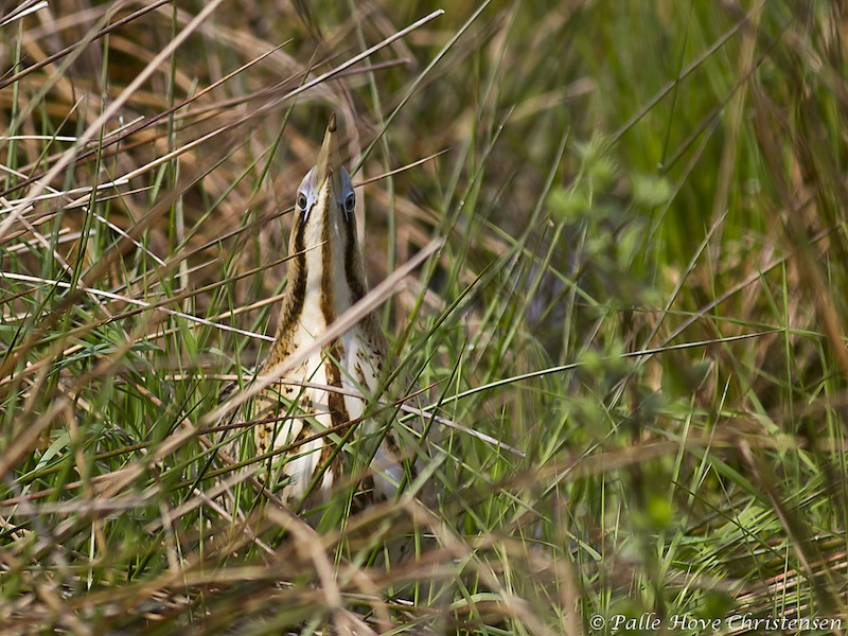 Rørdrum, Hegnsvej, Lille Vildmose, April 2011