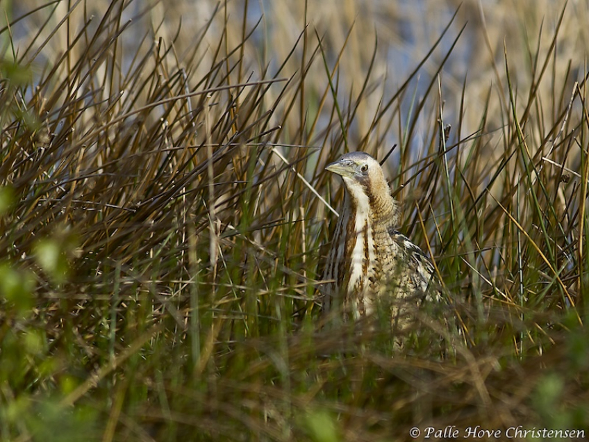 Rørdrum, Hegnsvej, Lille Vildmose, April 2011