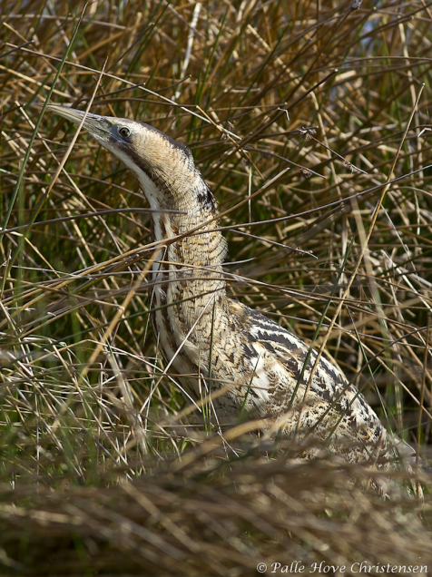 Rørdrum, Hegnsvej, Lille Vildmose, April 2011