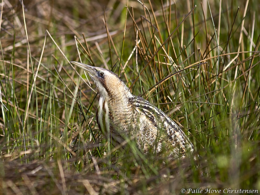Rørdrum, Hegnsvej, Lille Vildmose, April 2011