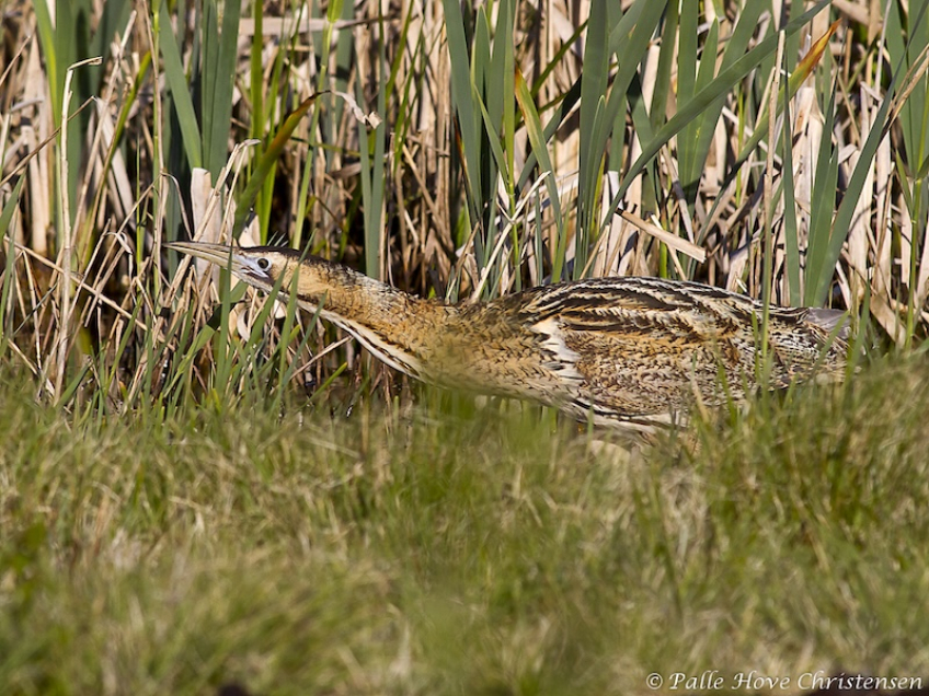 Rørdrum, Hegnsvej, Lille Vildmose, Maj 2011