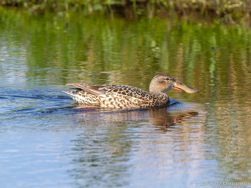 Skeand, Hegnsvej, Lille Vildmose, Maj 2013