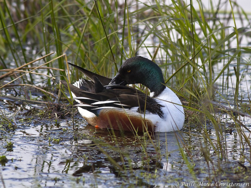 Skeand, Hegnsvej, Lille Vildmose, Maj 2011