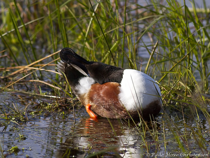 Skeand, Hegnsvej, Lille Vildmose, Maj 2011