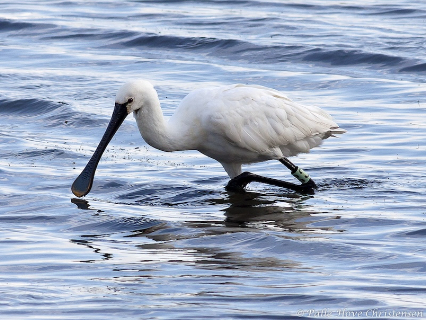 Skestork, Bygholm Vejle, Vejlerne, Juli 2009