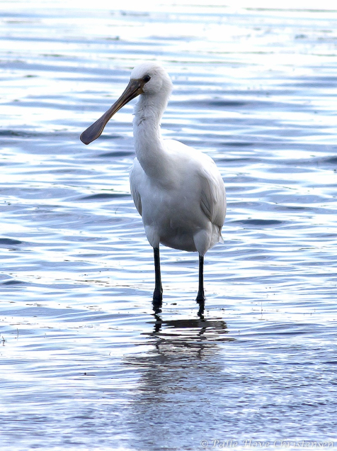 Skestork, Bygholm Vejle, Vejlerne, Juli 2009